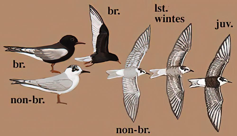 白翅浮鸥 / White-winged Tern / Chlidonias leucopterus