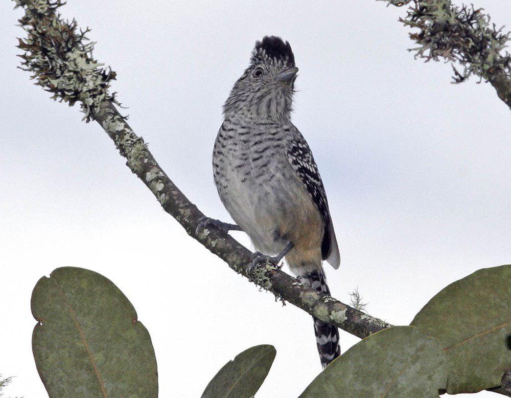 查氏蚁鵙 / Chapman\'s Antshrike / Thamnophilus zarumae