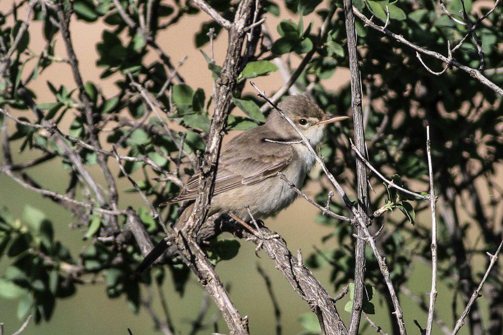 淡色篱莺 / Upcher\'s Warbler / Hippolais languida