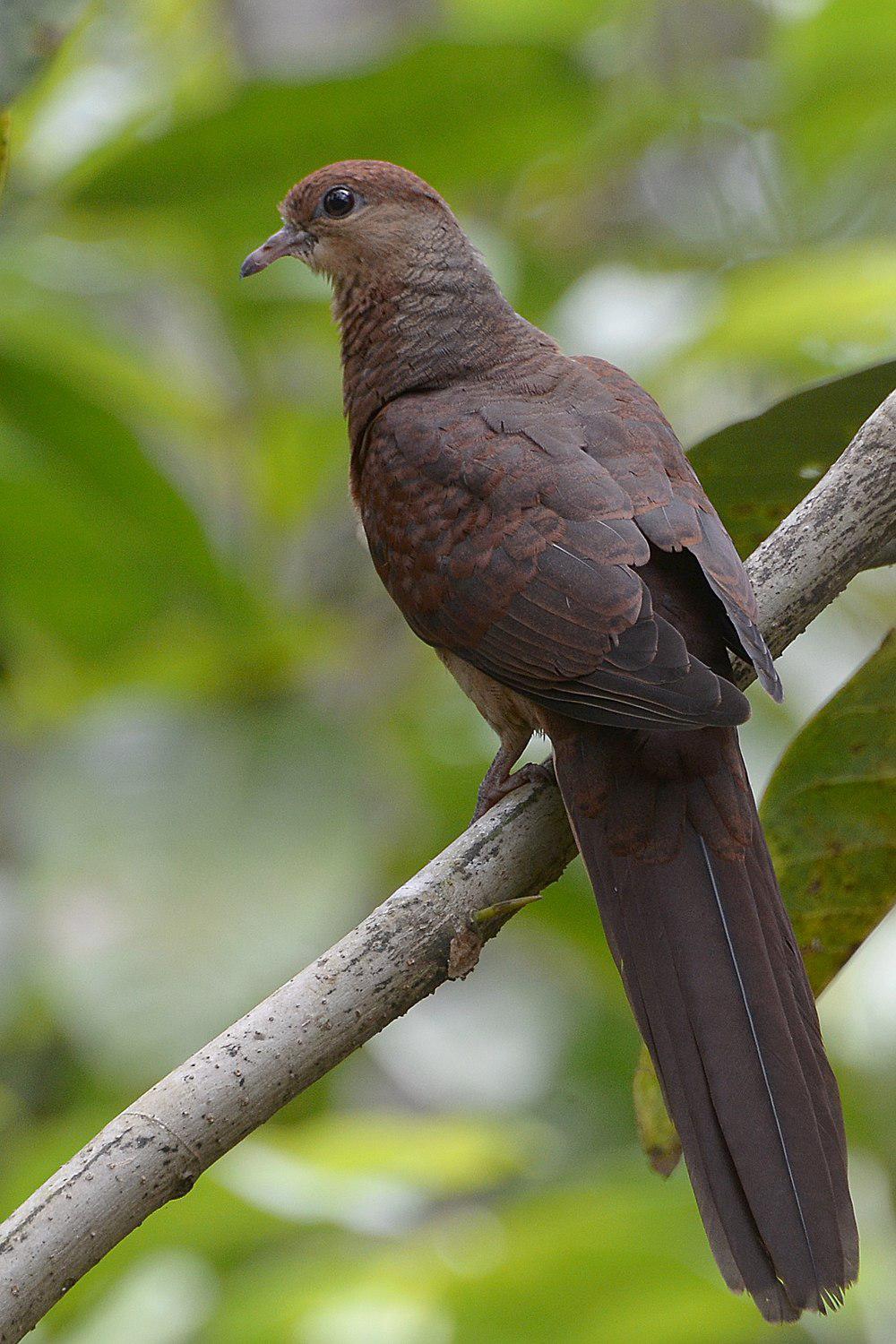 苏坦氏鹃鸠 / Sultan\'s Cuckoo-Dove / Macropygia doreya