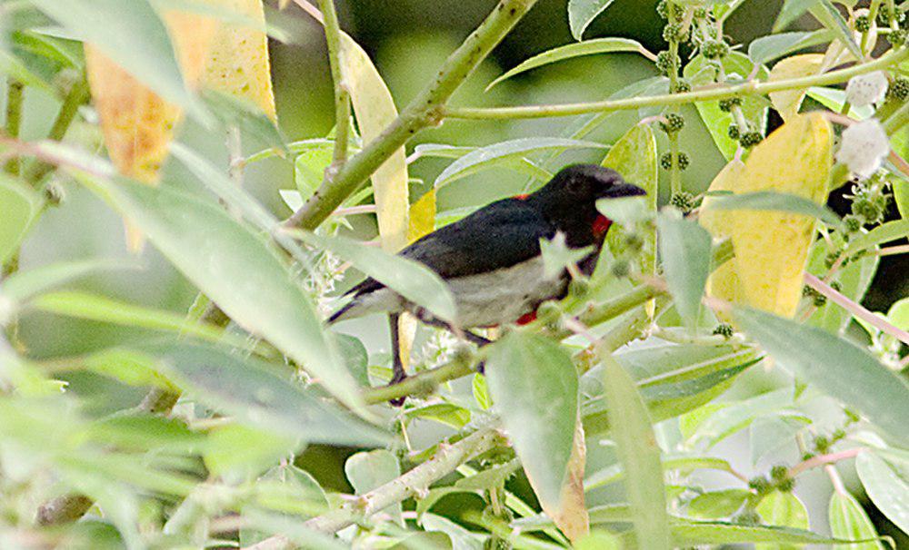 红领啄花鸟 / Scarlet-collared Flowerpecker / Dicaeum retrocinctum