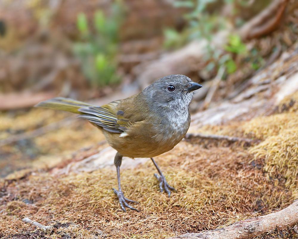 绿啸鹟 / Olive Whistler / Pachycephala olivacea