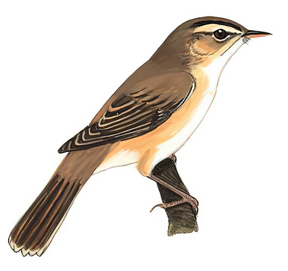 黑眉苇莺 / Black-browed Reed Warbler / Acrocephalus bistrigiceps