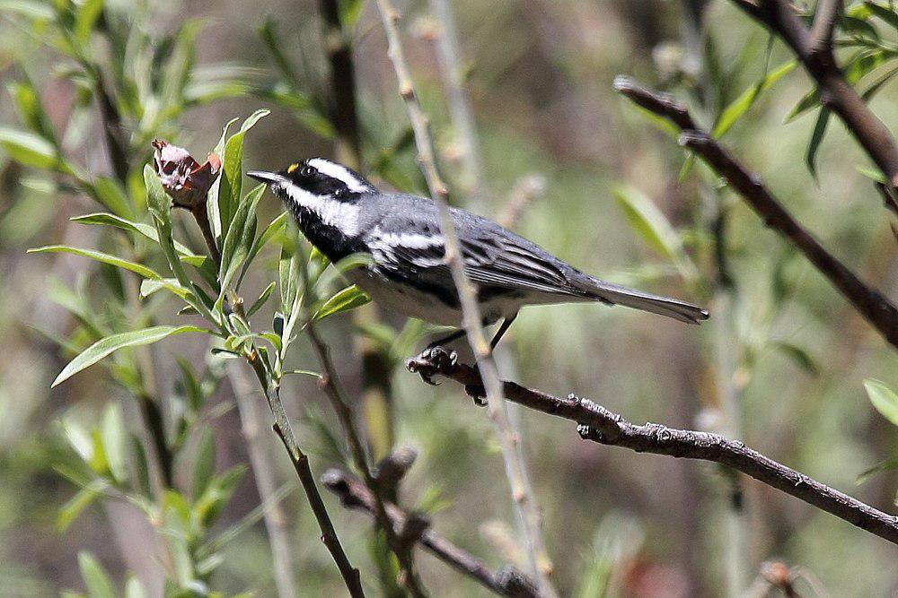 黑喉灰林莺 / Black-throated Grey Warbler / Setophaga nigrescens