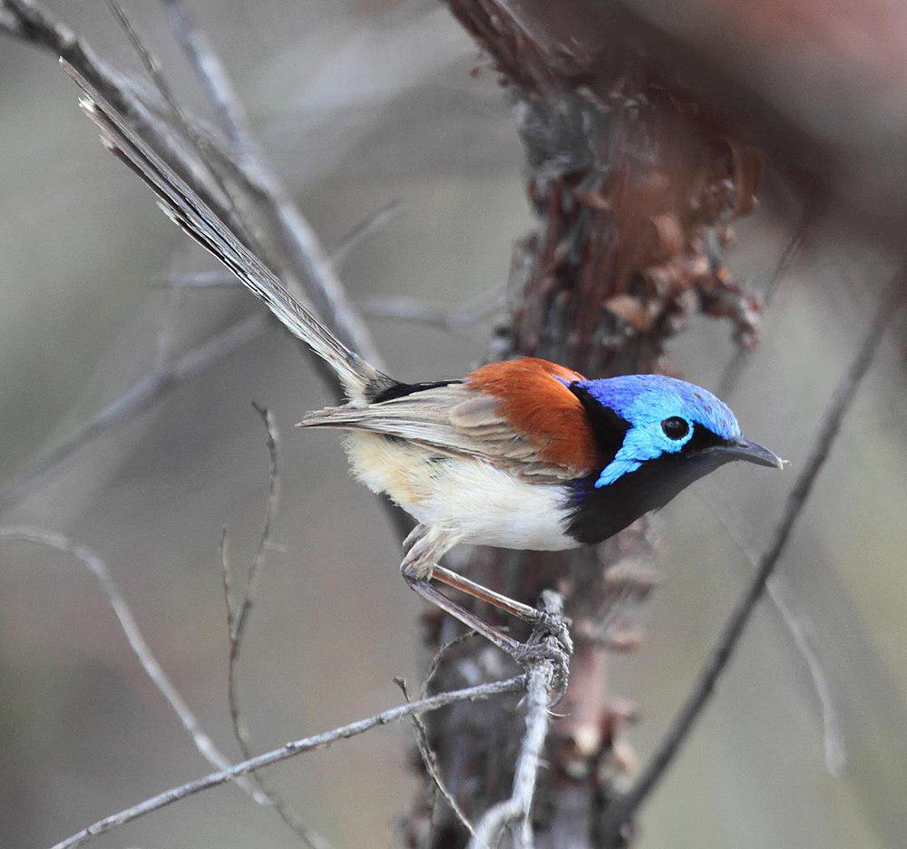 紫背细尾鹩莺 / Purple-backed Fairywren / Malurus assimilis