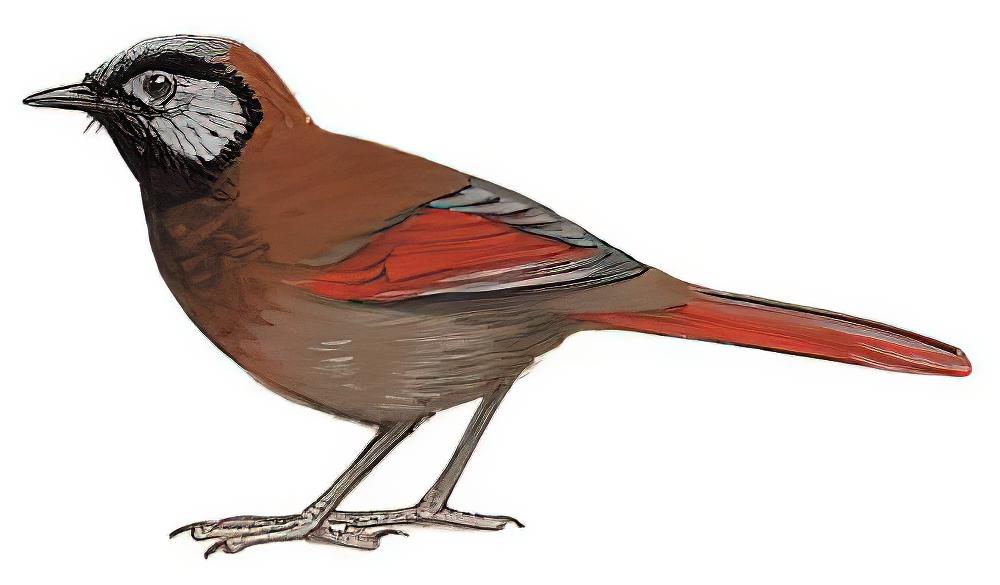 丽色噪鹛 / Red-winged Laughingthrush / Trochalopteron formosum