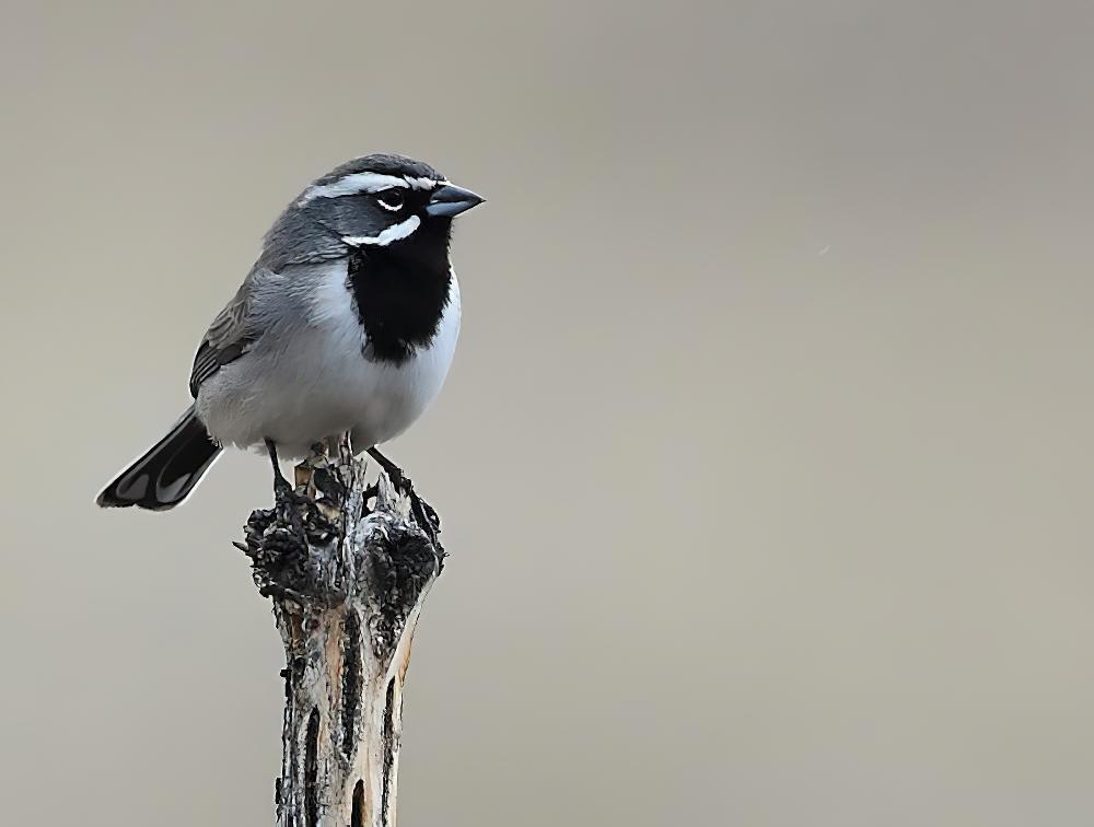 黑喉漠鹀 / Black-throated Sparrow / Amphispiza bilineata