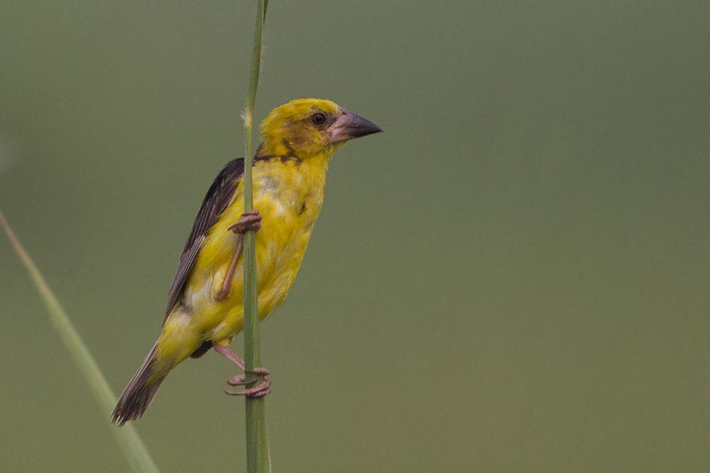 巨嘴织雀 / Finn\'s Weaver / Ploceus megarhynchus