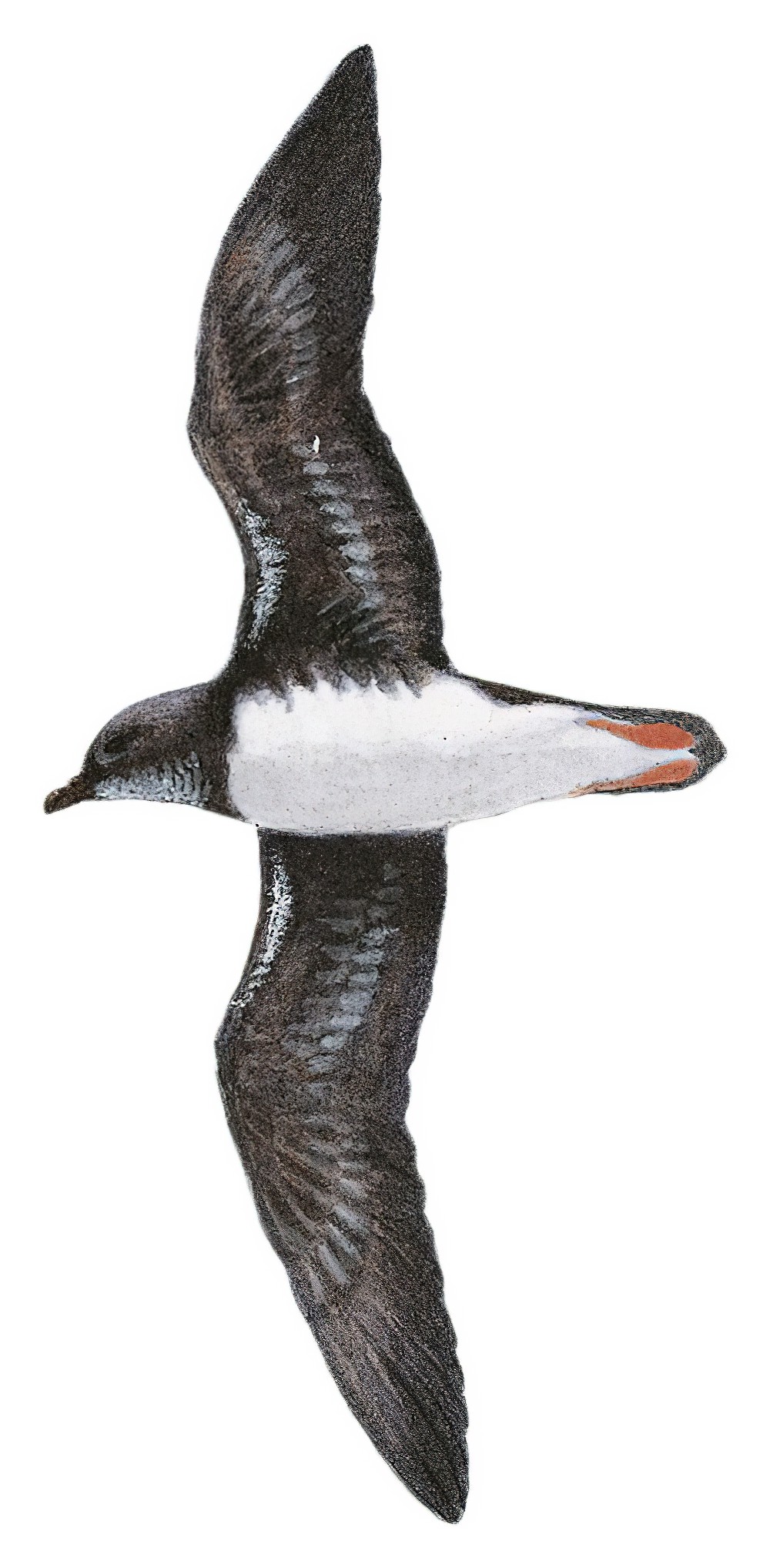 白腹圆尾鹱 / Phoenix Petrel / Pterodroma alba