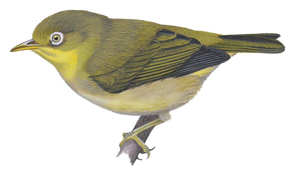 萨摩绣眼鸟 / Samoan White-eye / Zosterops samoensis