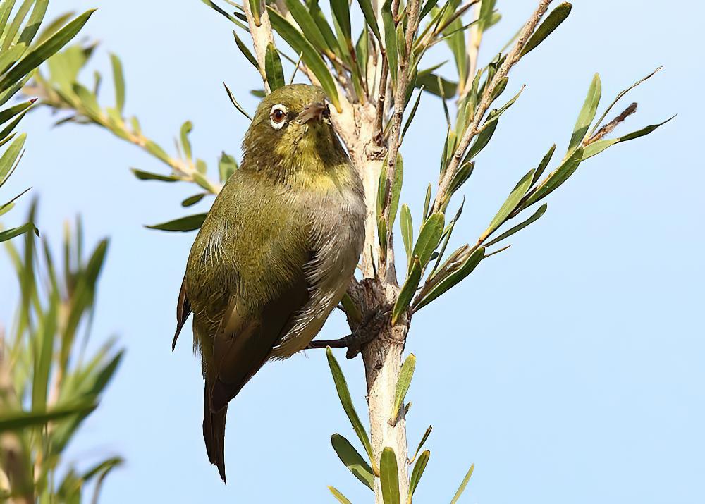 白胸绣眼鸟 / Abyssinian White-eye / Zosterops abyssinicus