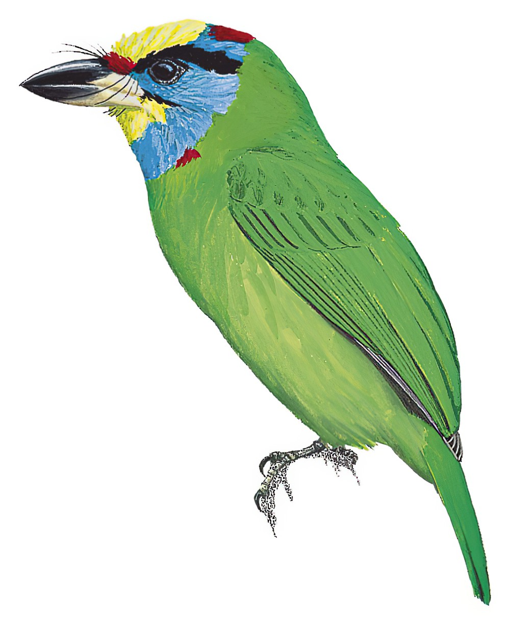 印支拟啄木鸟 / Indochinese Barbet / Psilopogon annamensis