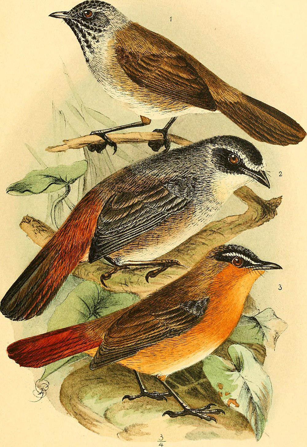 灰翅歌䳭 / Grey-winged Robin-Chat / Cossypha polioptera