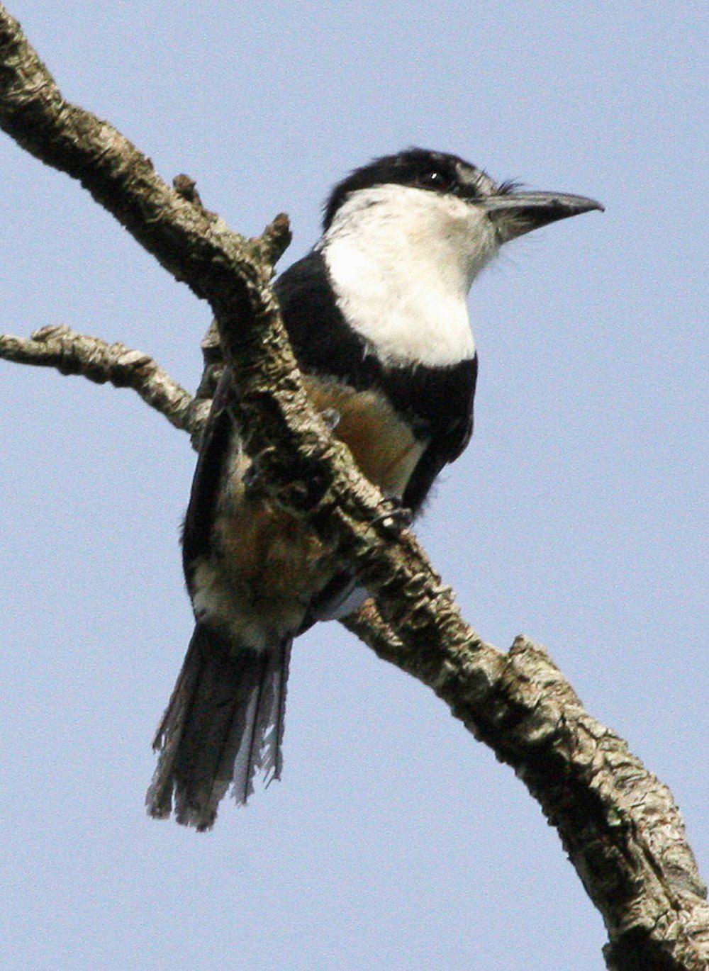 黄腹蓬头䴕 / Buff-bellied Puffbird / Notharchus swainsoni