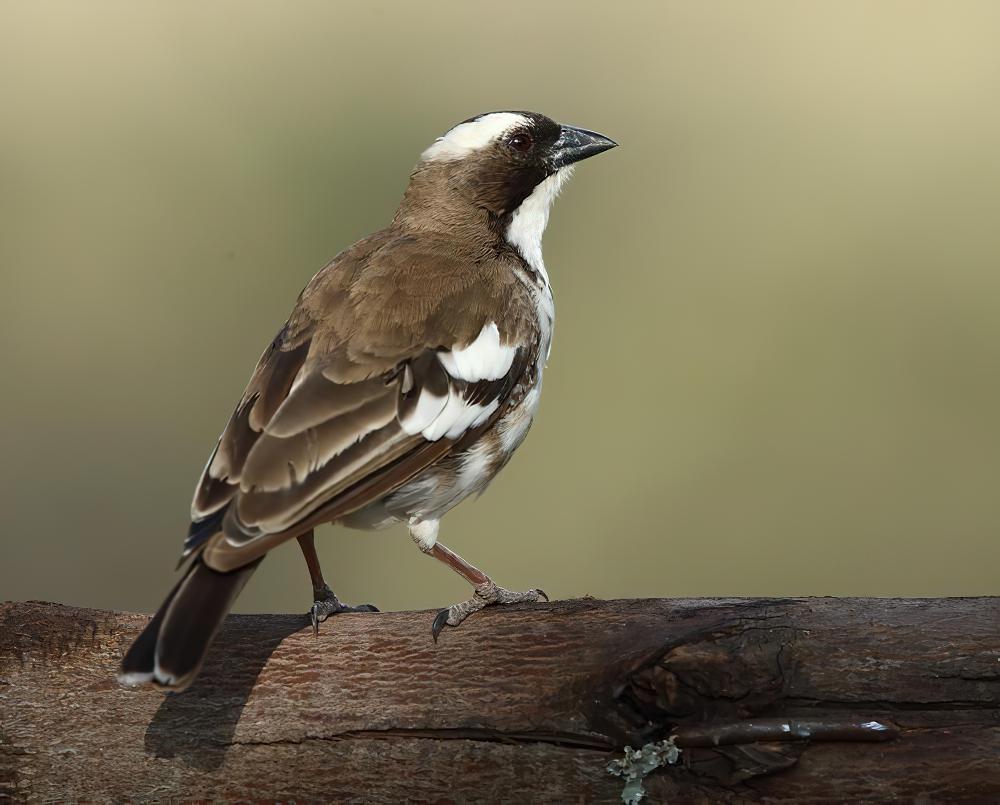 纹胸织布鸟 / White-browed Sparrow-Weaver / Plocepasser mahali