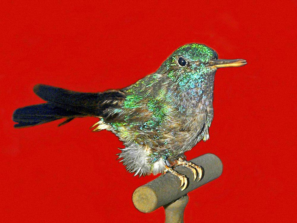 蓝尾蜂鸟 / Blue-tailed Hummingbird / Saucerottia cyanura