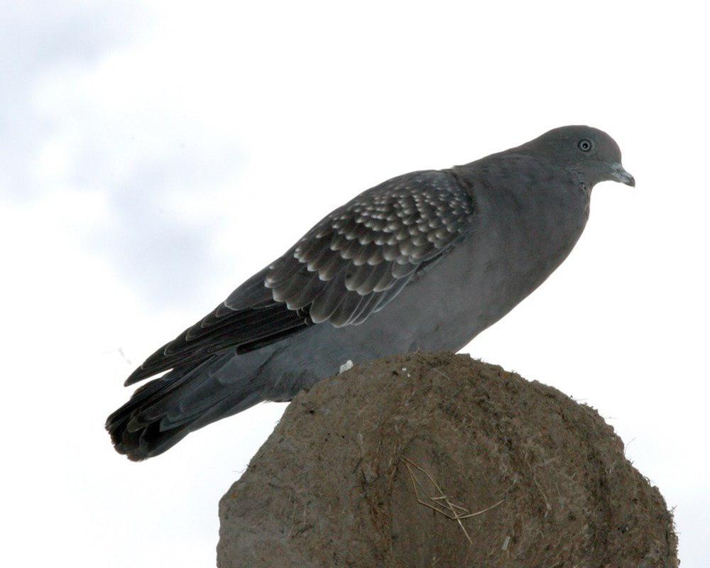 斑翅鸽 / Spot-winged Pigeon / Patagioenas maculosa