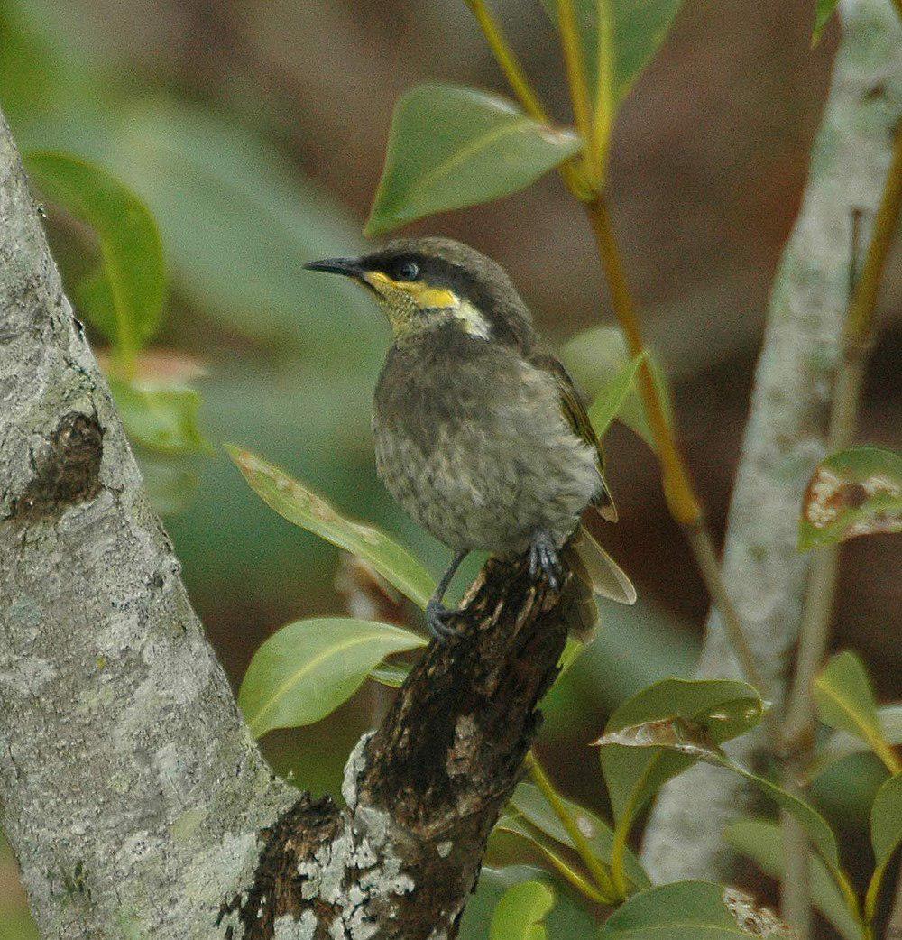 饰颈吸蜜鸟 / Mangrove Honeyeater / Gavicalis fasciogularis