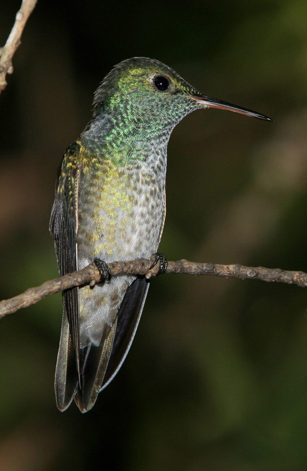 虹彩蜂鸟 / Versicolored Emerald / Chrysuronia versicolor