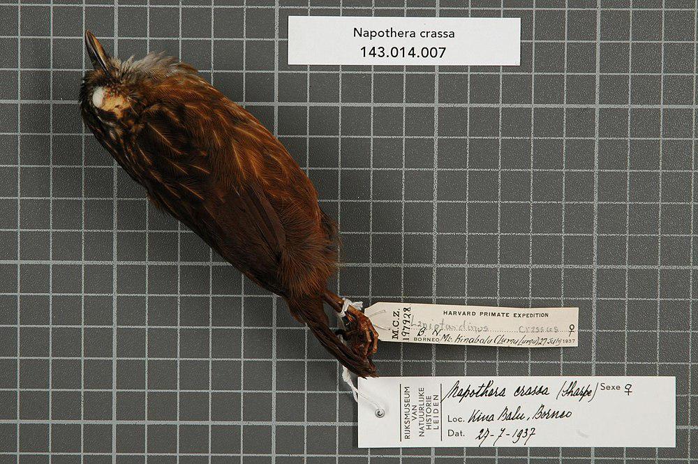 山鹪鹛 / Mountain Wren-Babbler / Gypsophila crassa