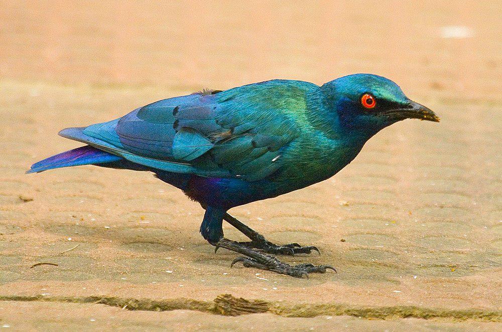 小蓝耳辉椋鸟 / Lesser Blue-eared Starling / Lamprotornis chloropterus