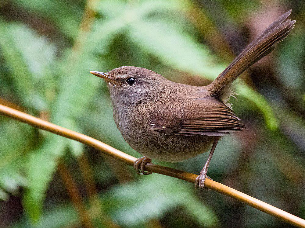 马氏树莺 / Sunda Bush Warbler / Horornis vulcanius