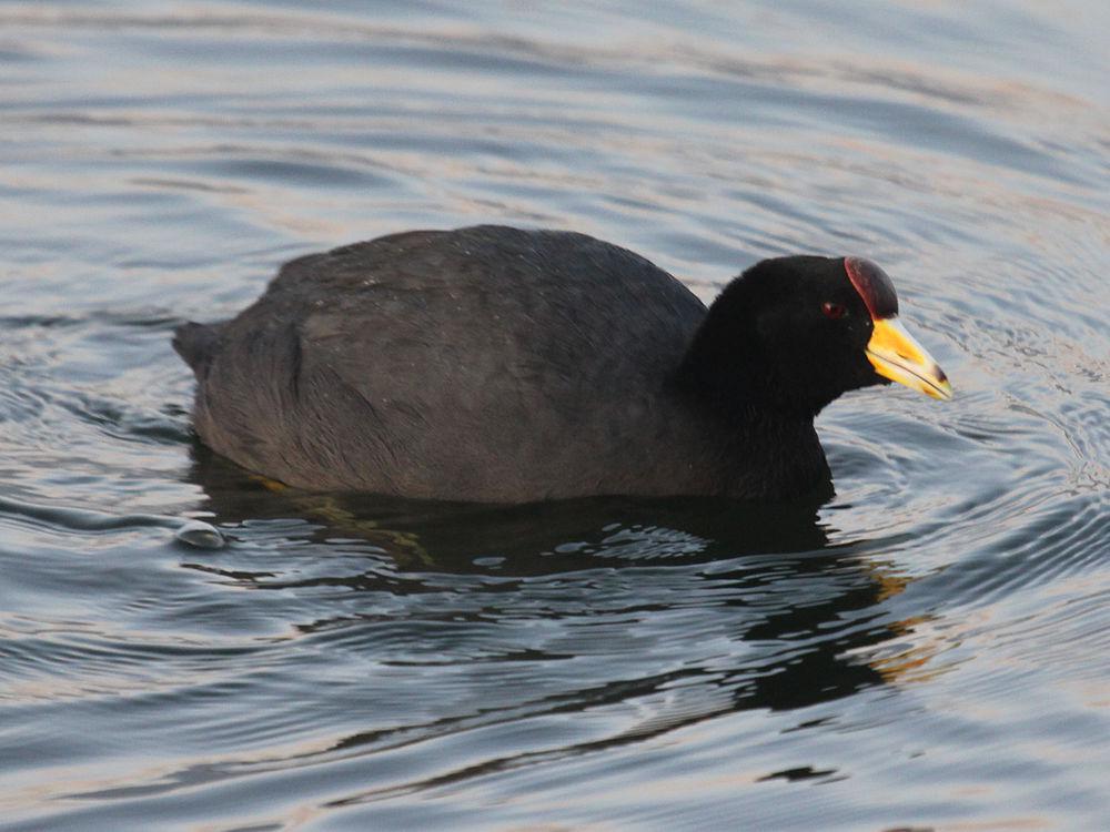 安第斯骨顶 / Andean Coot / Fulica ardesiaca