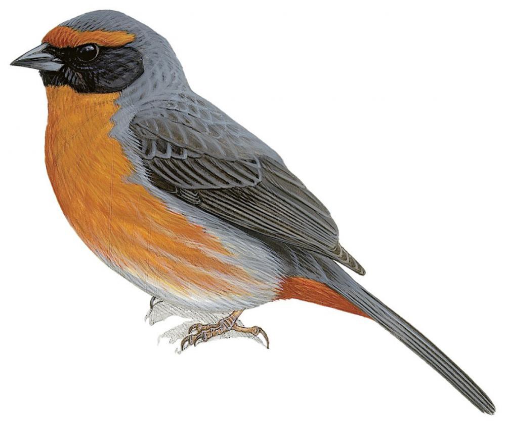棕胸歌鹀 / Rufous-breasted Warbling Finch / Poospiza rubecula