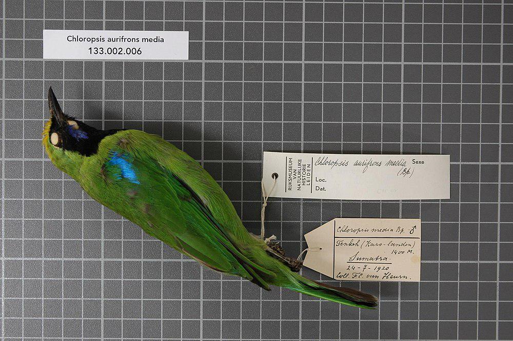 苏门答腊叶鹎 / Sumatran Leafbird / Chloropsis media