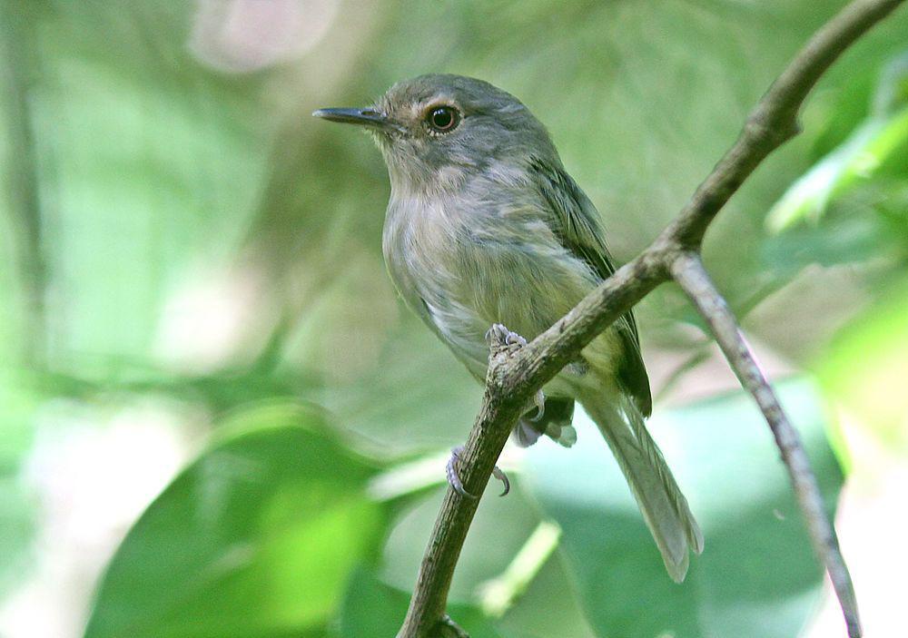 黄胸哑霸鹟 / Buff-breasted Tody-Tyrant / Hemitriccus mirandae