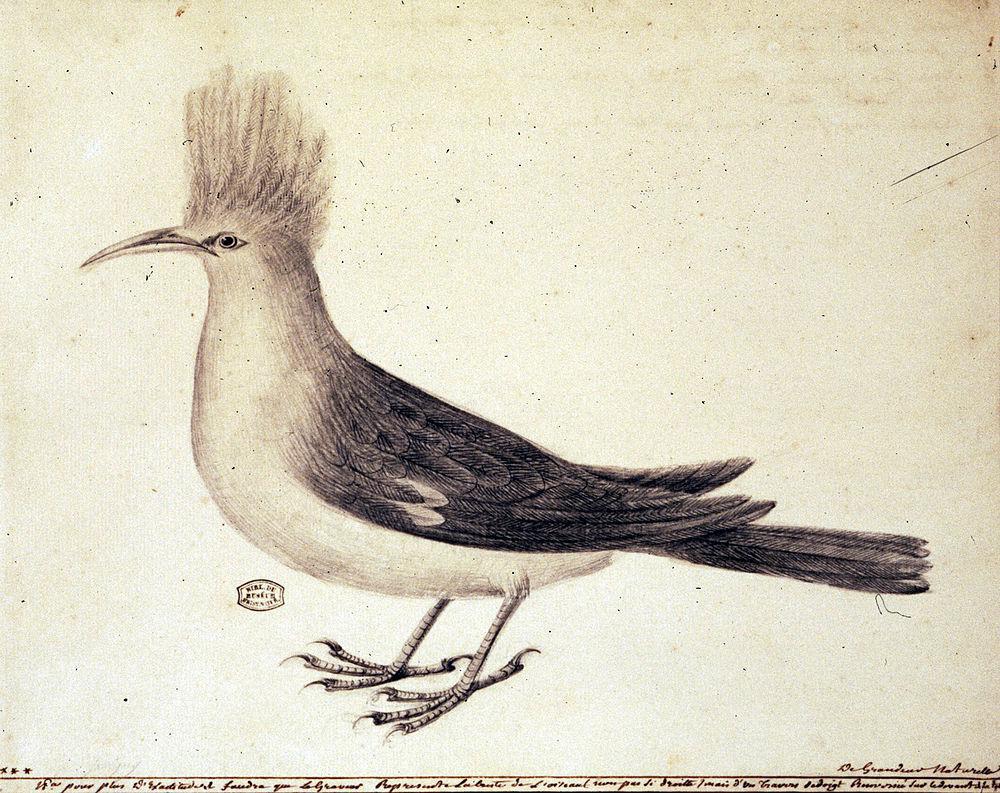 留尼旺掠鸟 / Hoopoe Starling / Fregilupus varius