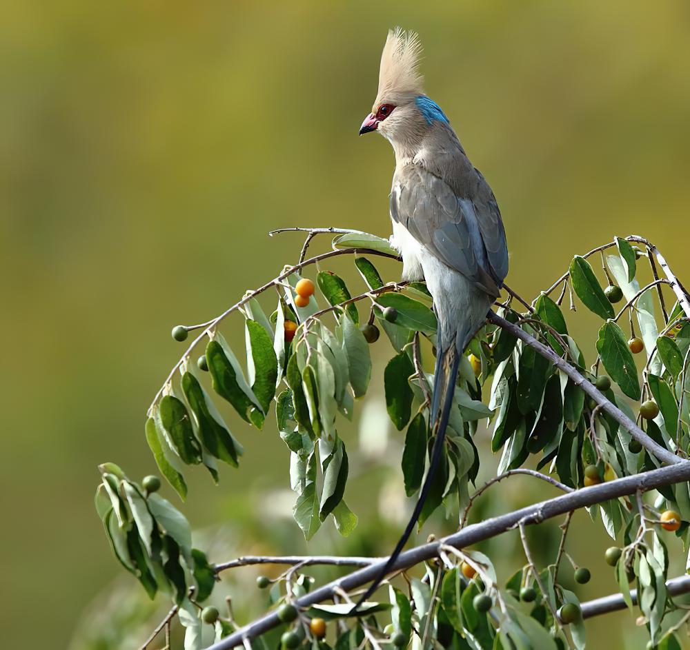 蓝枕鼠鸟 / Blue-naped Mousebird / Urocolius macrourus