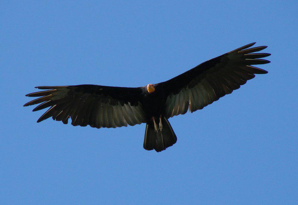 大黄头美洲鹫 / Greater Yellow-headed Vulture / Cathartes melambrotus