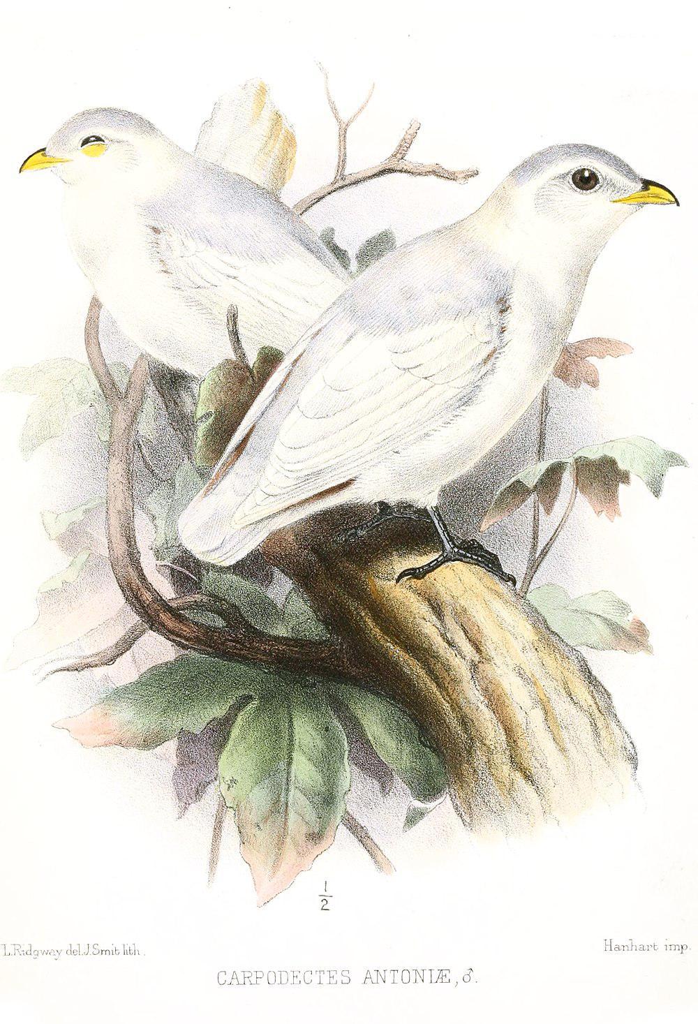 黄嘴白伞鸟 / Yellow-billed Cotinga / Carpodectes antoniae