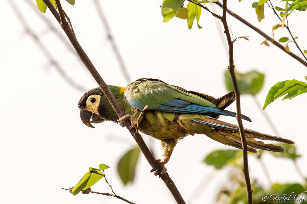 金领金刚鹦鹉 / Golden-collared Macaw / Primolius auricollis