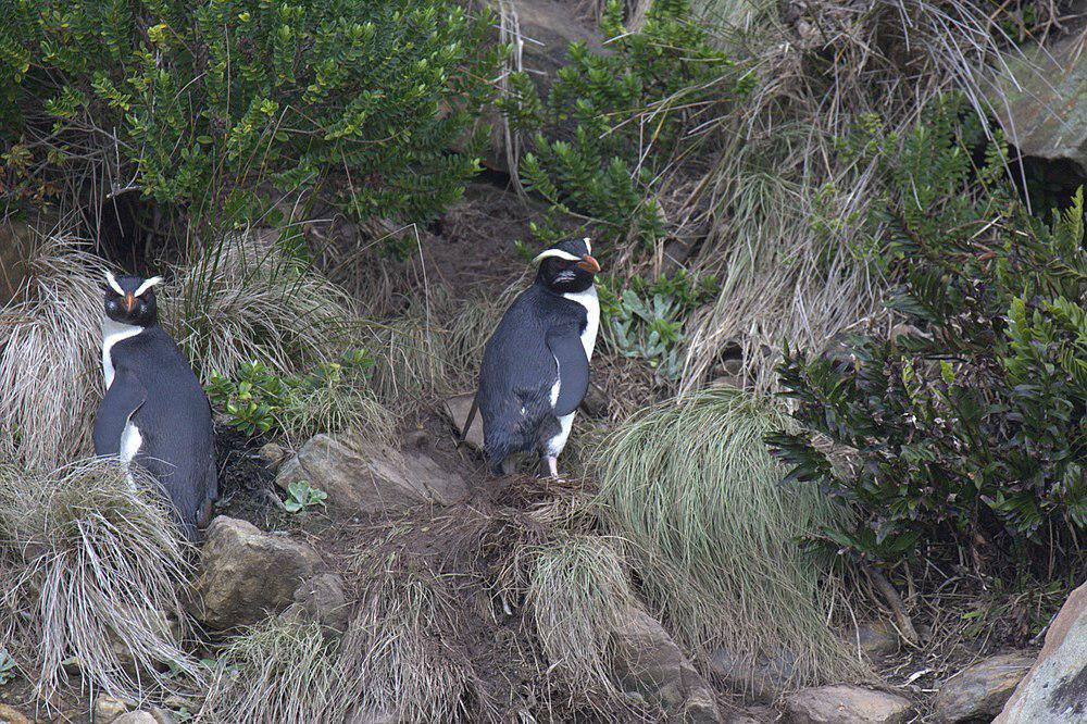 黄眉企鹅 / Fiordland Penguin / Eudyptes pachyrhynchus
