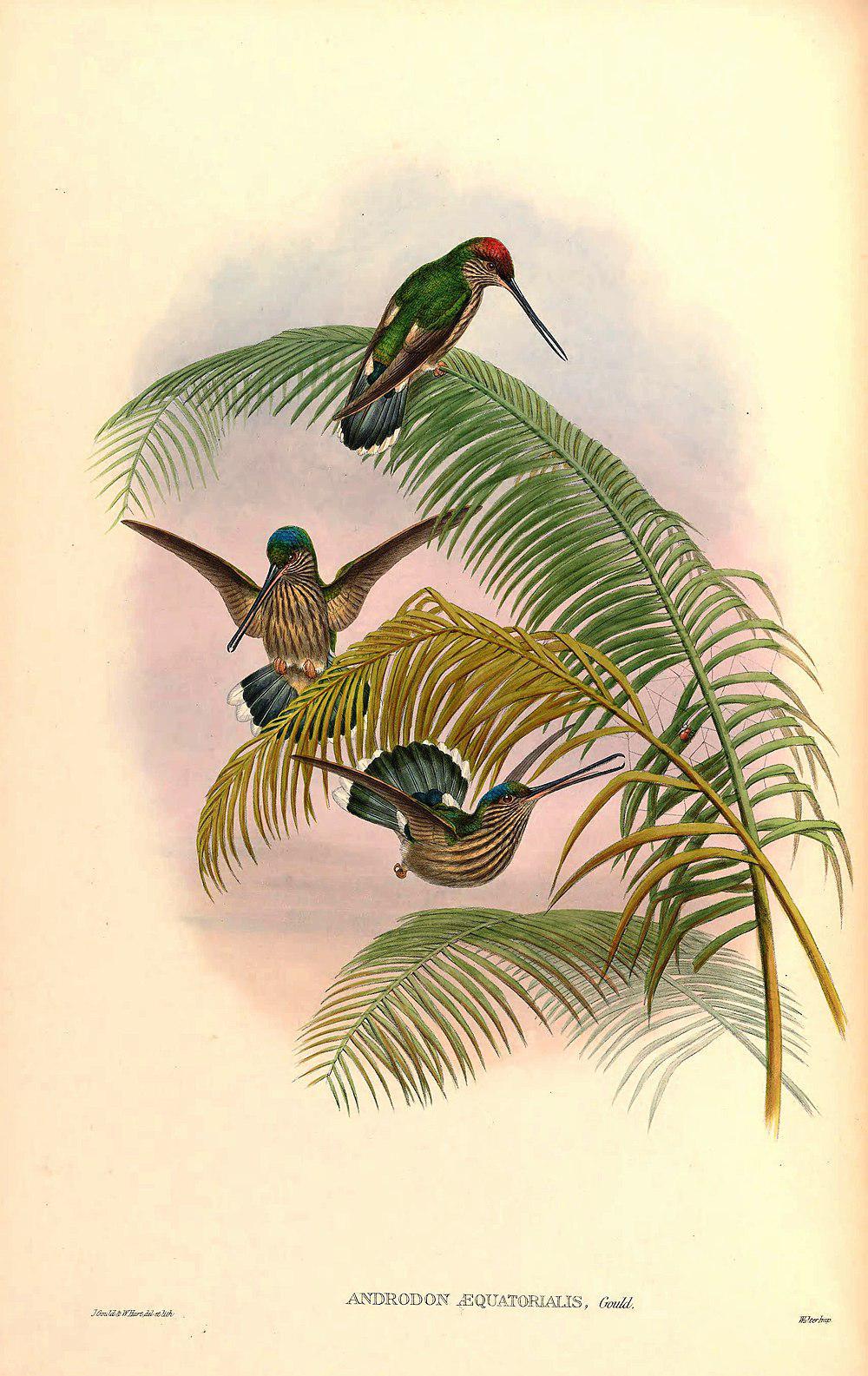 齿嘴蜂鸟 / Tooth-billed Hummingbird / Androdon aequatorialis