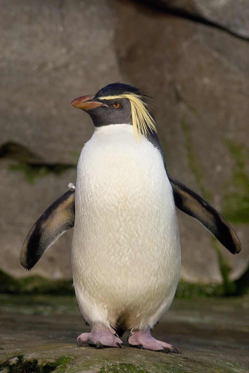北跳岩企鹅 / Northern Rockhopper Penguin / Eudyptes moseleyi
