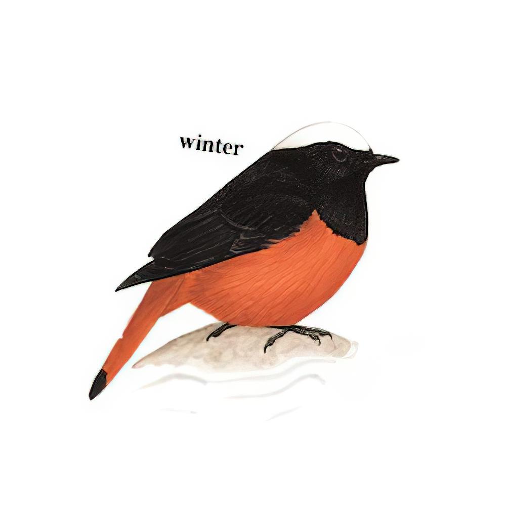 白顶溪鸲 / White-capped Redstart / Phoenicurus leucocephalus