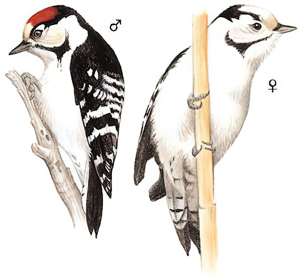 小斑啄木鸟 / Lesser Spotted Woodpecker / Dryobates minor