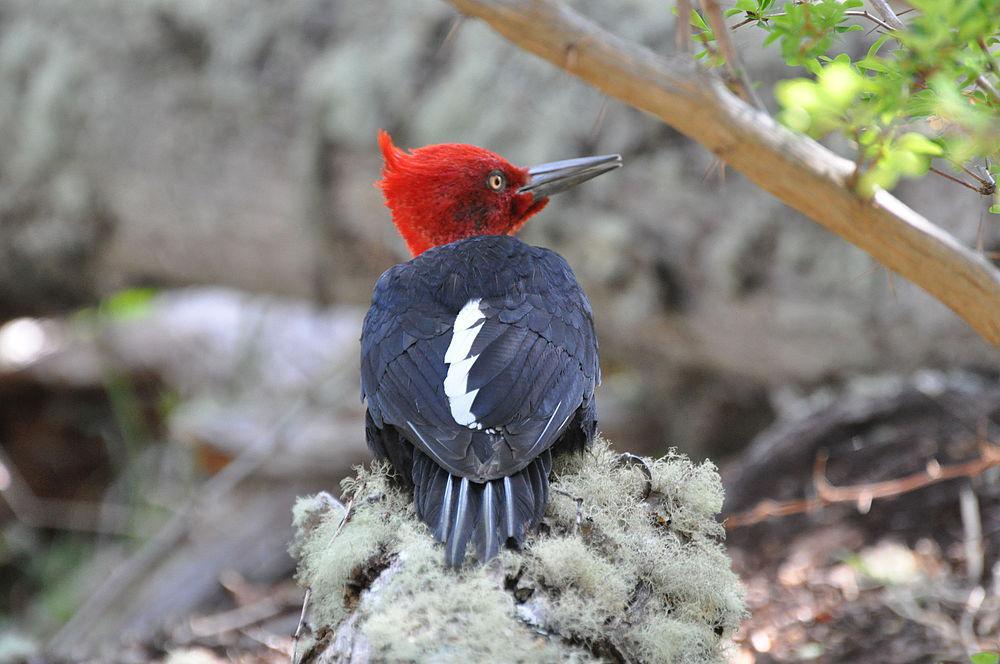 阿根廷啄木鸟 / Magellanic Woodpecker / Campephilus magellanicus