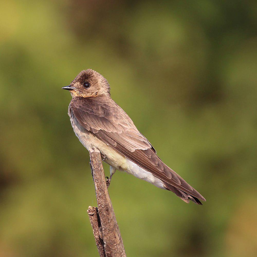 红翎毛翅燕 / Southern Rough-winged Swallow / Stelgidopteryx ruficollis