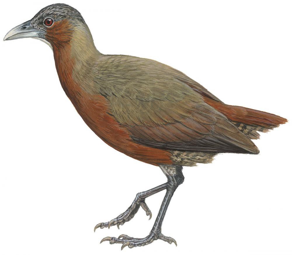 石林秧鸡 / Tsingy Wood Rail / Mentocrex beankaensis