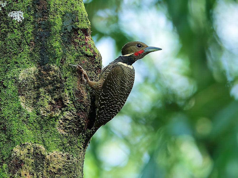 黄颈斑啄木鸟 / Buff-necked Woodpecker / Meiglyptes tukki