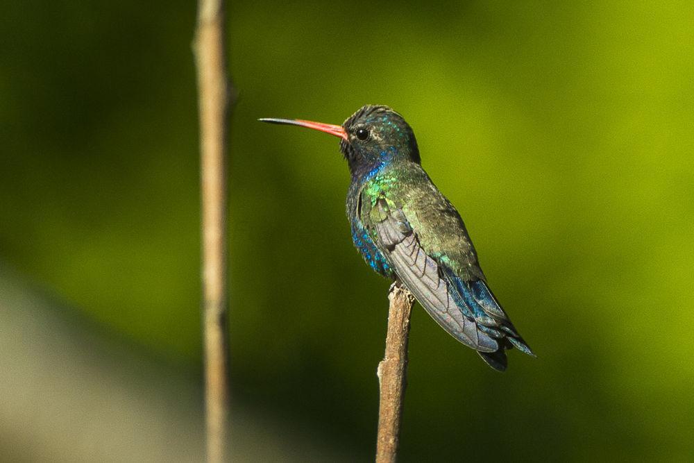 双日阔嘴蜂鸟 / Doubleday\'s Hummingbird / Cynanthus doubledayi