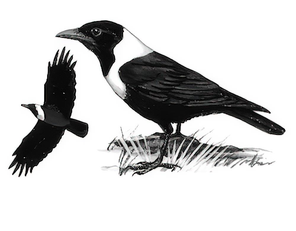 白颈鸦 / Collared Crow / Corvus torquatus