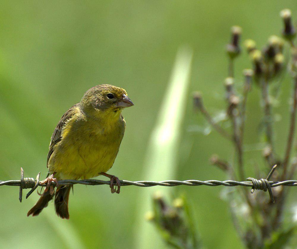 草原黄雀鹀 / Grassland Yellow Finch / Sicalis luteola