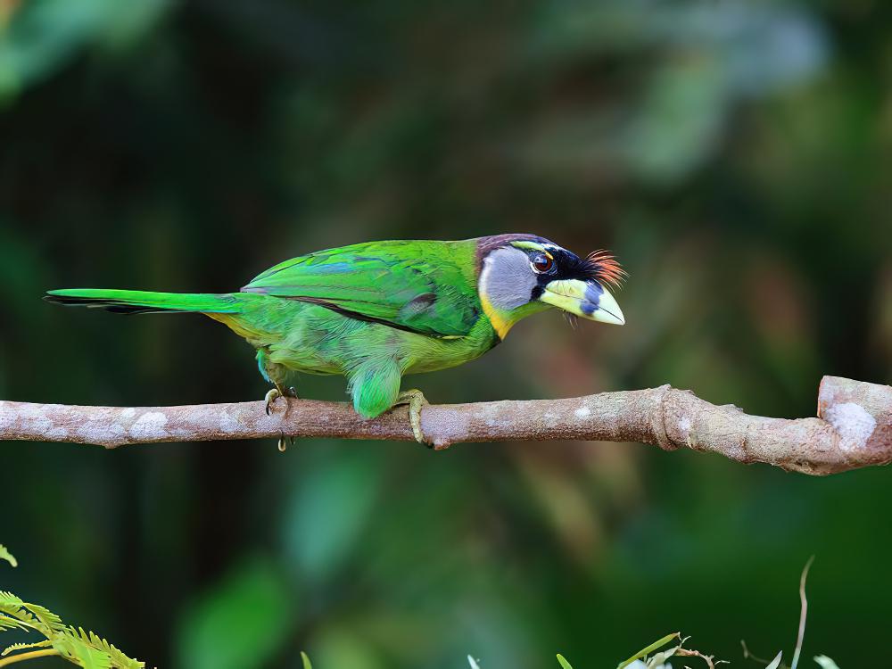 火簇拟䴕 / Fire-tufted Barbet / Psilopogon pyrolophus