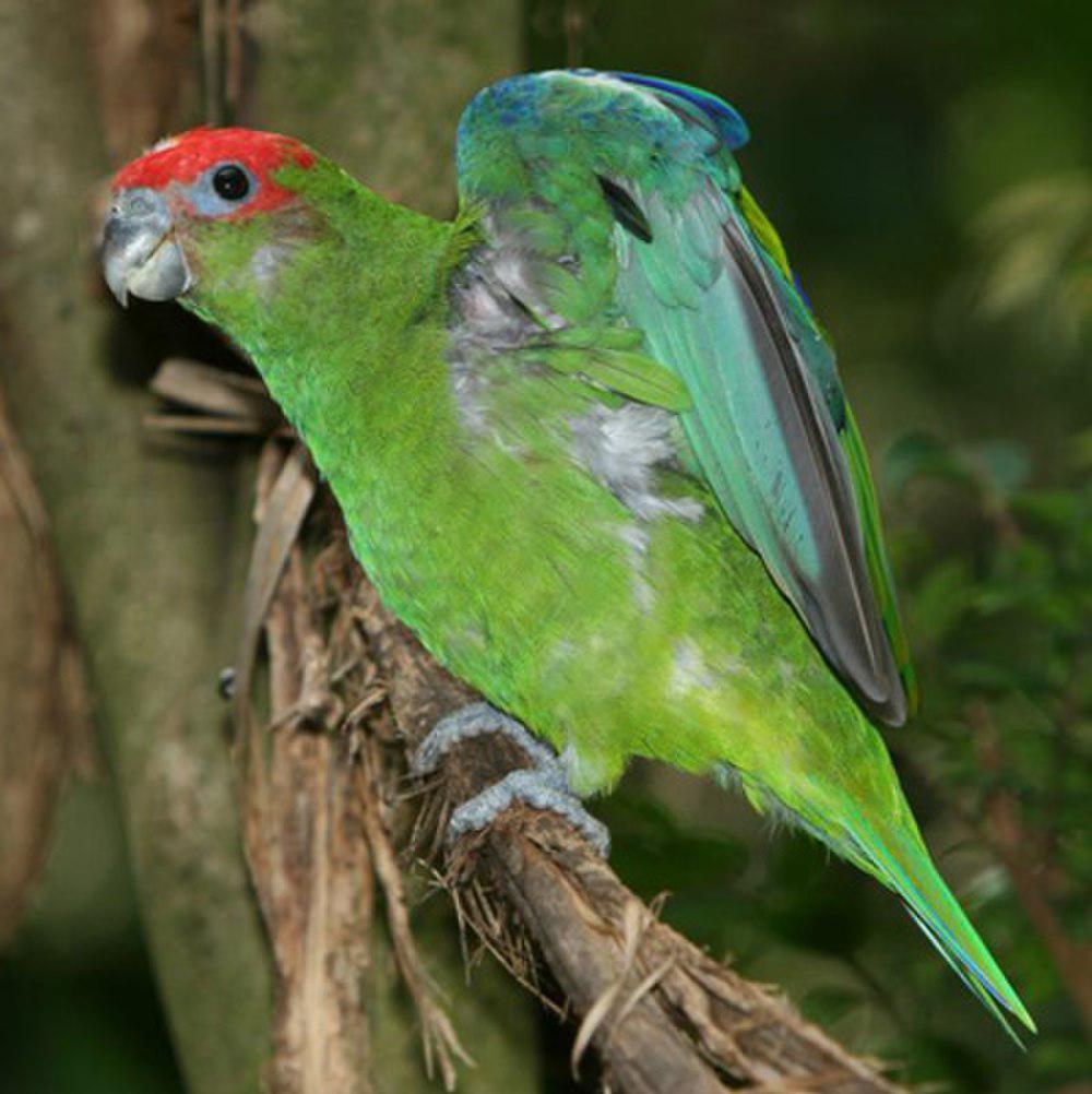 红顶鹦哥 / Pileated Parrot / Pionopsitta pileata