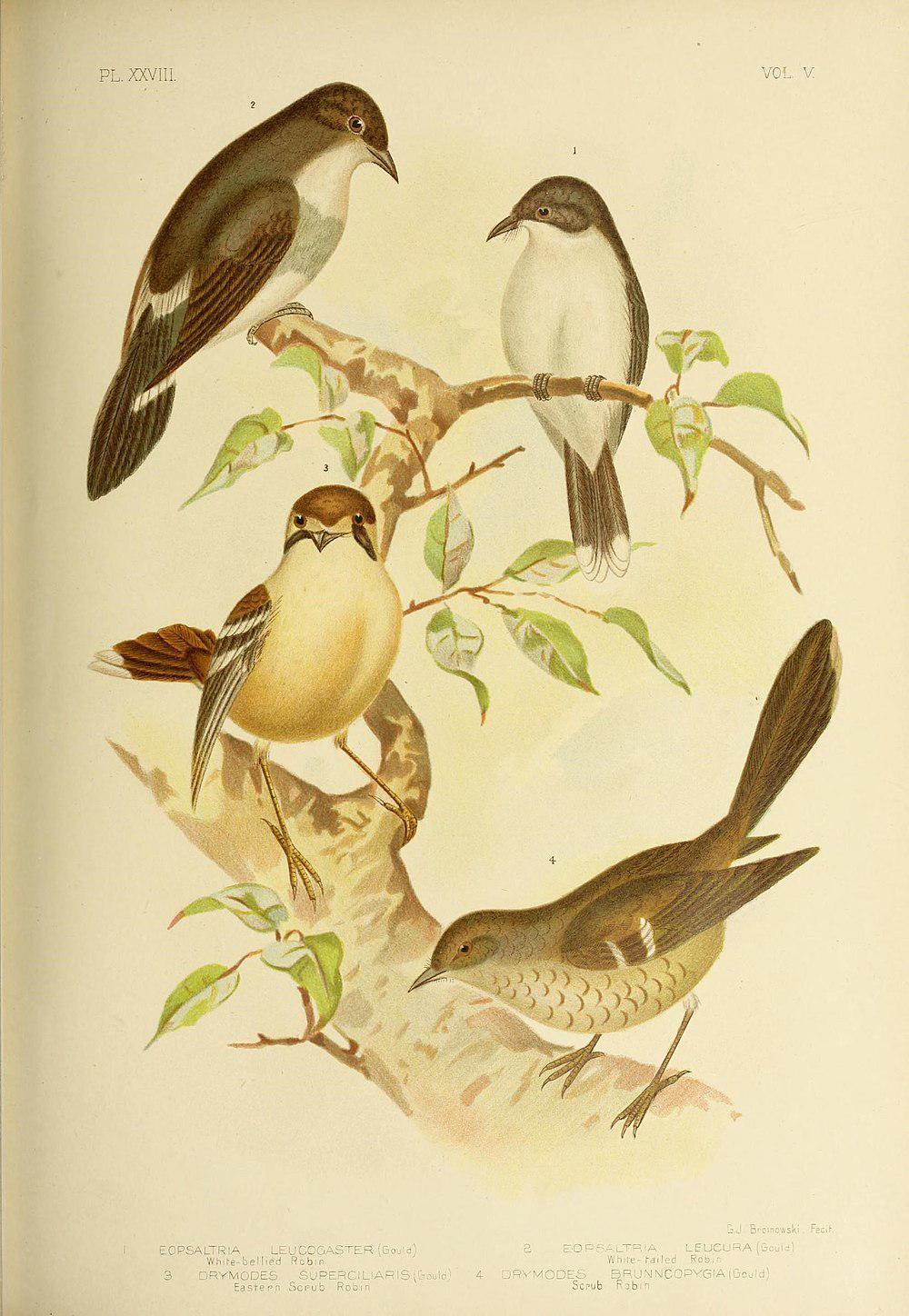 白腹歌䳭 / White-bellied Robin-Chat / Cossyphicula roberti